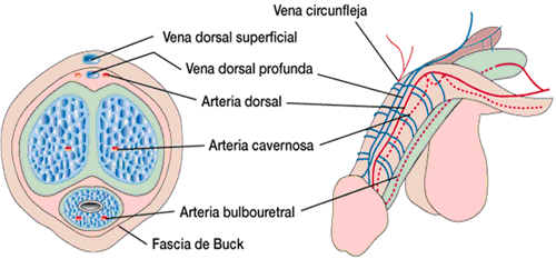 Anatomía del pene