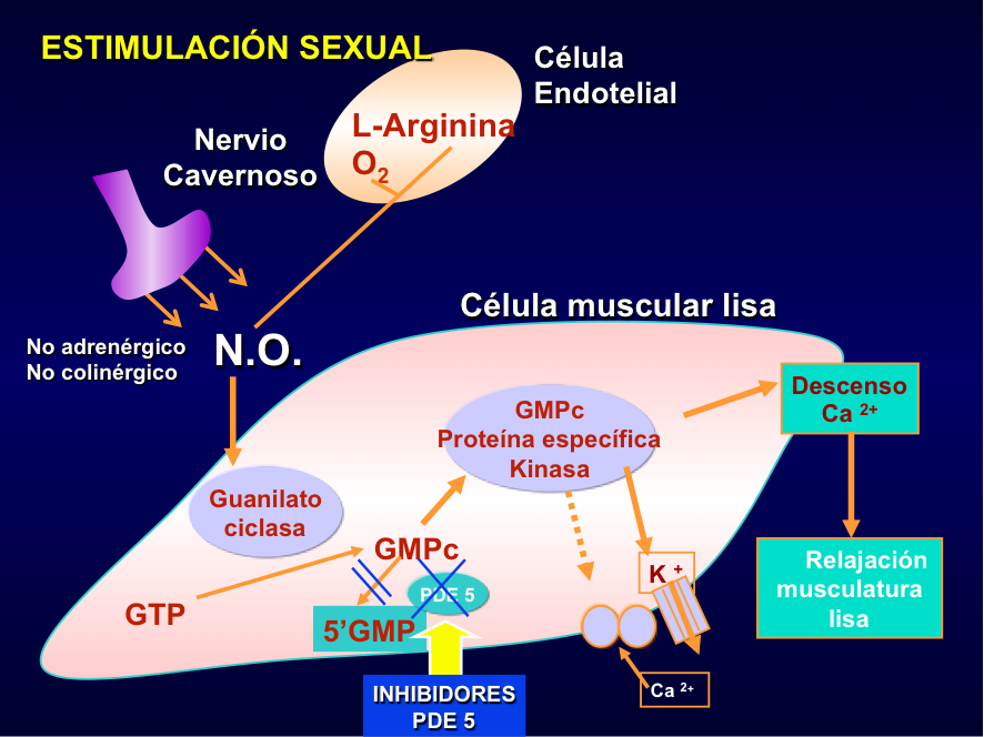 Estimulación sexual