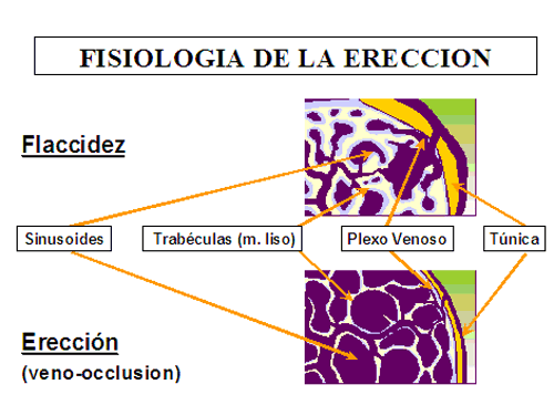 Fisiología de la erección